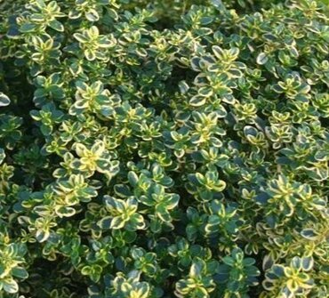 Thyme Golden Queen 11cm