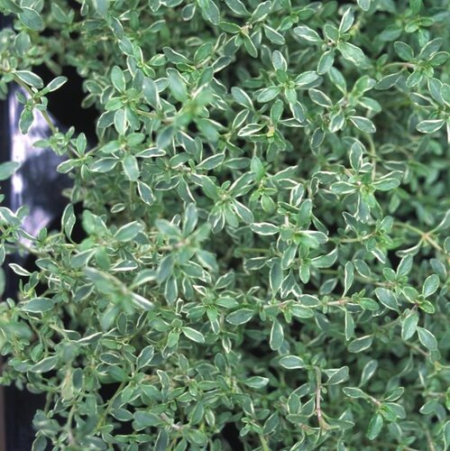 Thyme Silver Posie 11cm