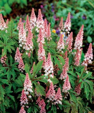 Tiarella Pink Skyrocket 2 Litre