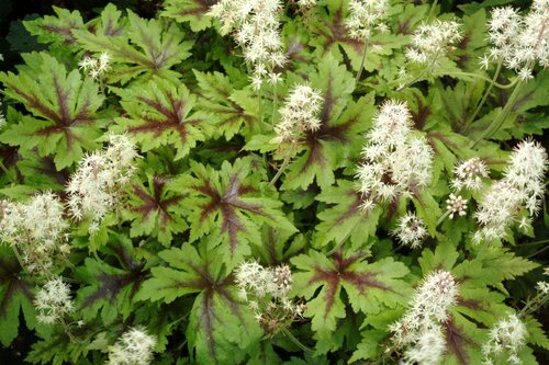 Tiarella Sugar And Spice 3 Litre