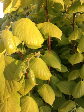 Tilia Golden Sunset 12 Litre - image 2