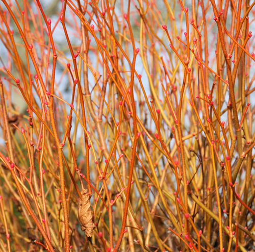 Tilia Golden Sunset 12 Litre - image 1