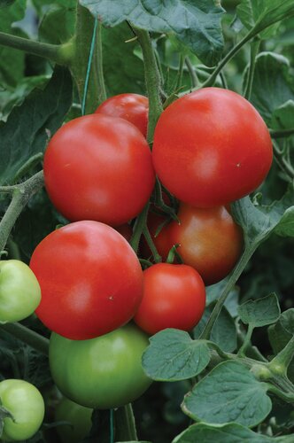 Tomato Ailsa Craig Patio 1 Litre