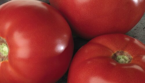 Tomato Alicante Patio 1 Litre