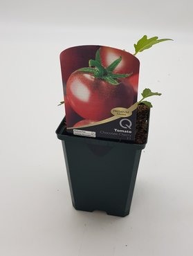 Tomato Chocolate Cherry 8.5cm