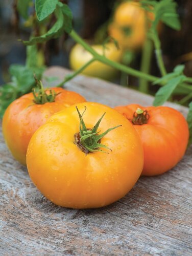 Tomato Orange Wellington 9cm