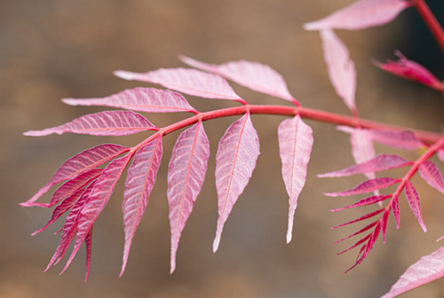 Toona Sinensis Flamingo 3 Litre