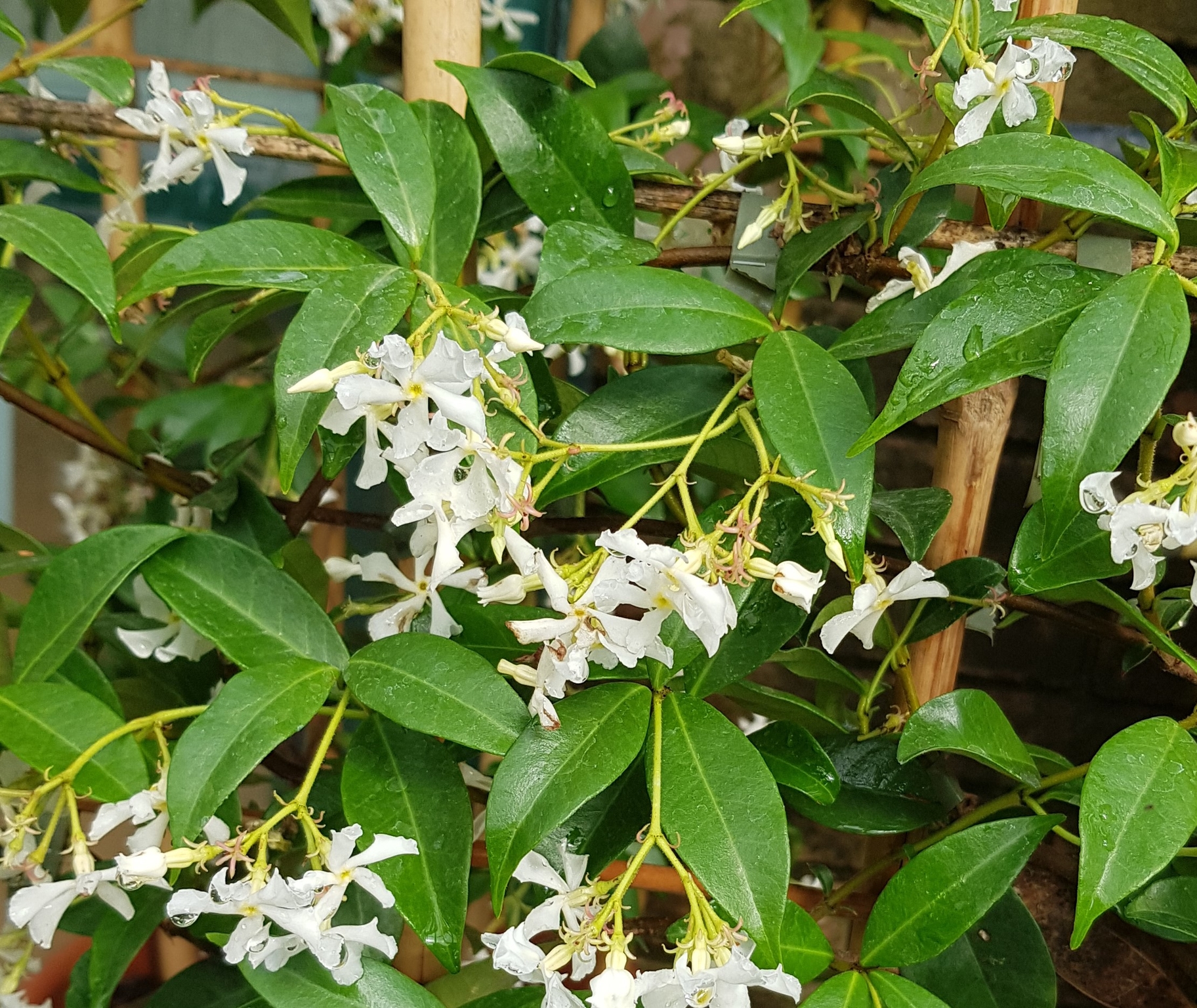 Trachelospermum (evergreen jasmine) 3L Stewarts Garden Centre