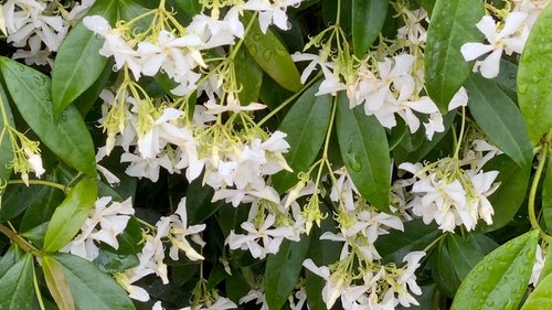 Trachelospermum jasminoides 3 Litre