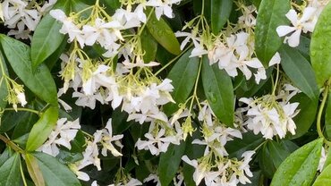 Trachelospermum Jasminoides Arch 40L