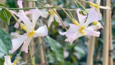 Trachelospermum Jasminoides Mix Tripod 20 Litre - image 3