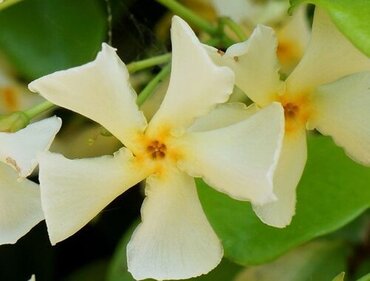 Trachelospermum Jasminoides Mix Tripod 20 Litre - image 2