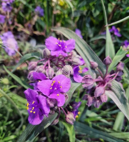 Tradescantia Brainstorm 3 Litre