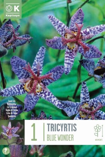 Tricyrtis Blue Wonder