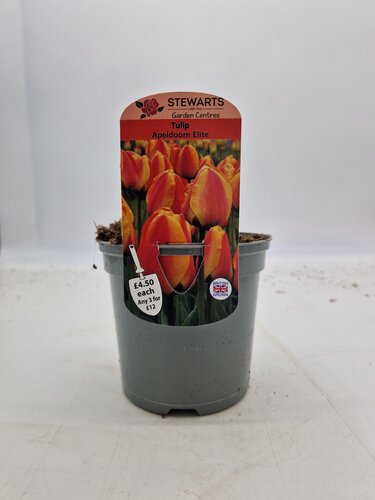 Tulip Apeldoorn Elite Potted Bulb 1L