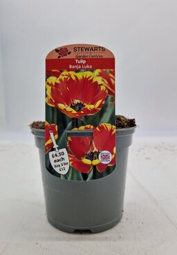 Tulip Banja Luka Potted Bulb 1 Litre