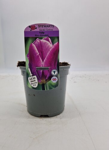 Tulip Bleu Aimable Potted Bulb 1 Litre