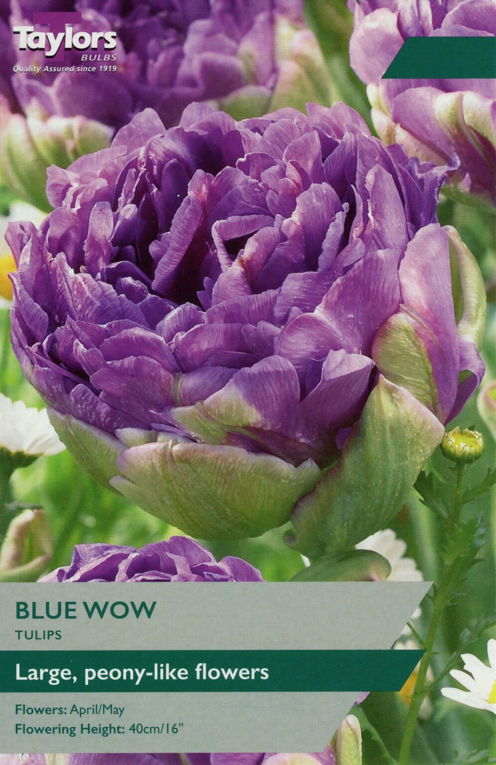 Tulip Blue Wow x 6 - Stewarts Garden Centre