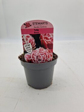 Tulip Brest Potted Bulb 9cm