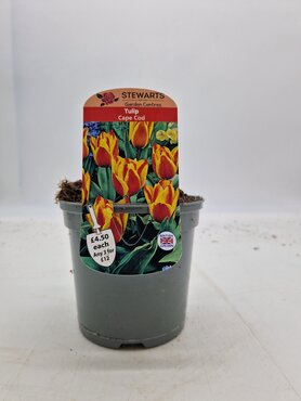 Tulip Cape Cod Potted Bulb 1 Litre