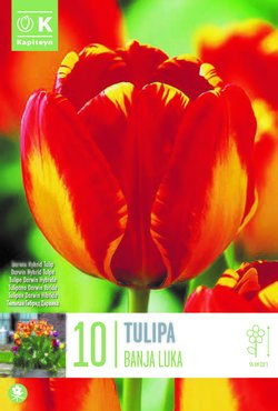 Tulip Darwin Hybrid Banja Luka x 10