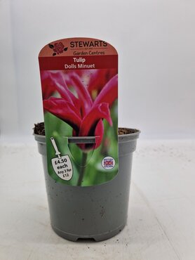 Tulip Dolls Minuet Potted Bulb 1 Litre