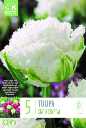 Tulip Double Fringed Snow Crystal x 5