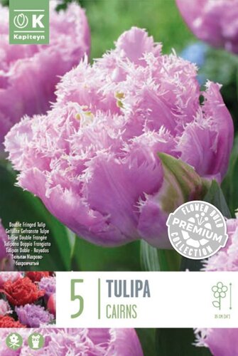 Tulip Double Late Crains