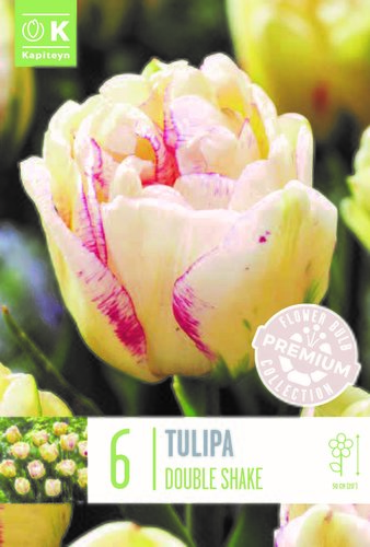 Tulip Double Late Double Shake