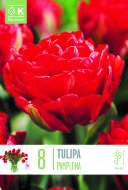 Tulip Double Late Pamplona