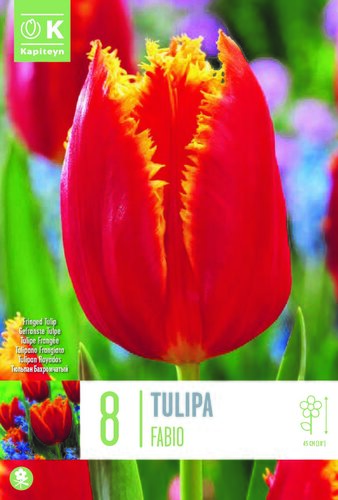 Tulip Fringed Fabio x 8