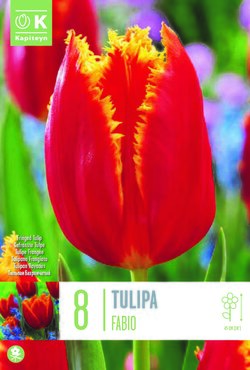 Tulip Fringed Fabio x 8