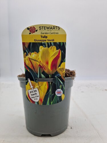 Tulip Giuseppe Verdi Potted Bulb 1 Litre