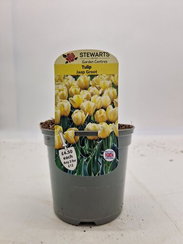 Tulip Jaap Groot Potted Bulb 1 Litre