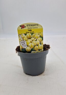 Tulip Jaap Groot Potted Bulb 9cm