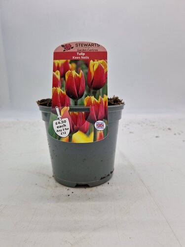 Tulip Kees Nelis Potted Bulb 1 Litre