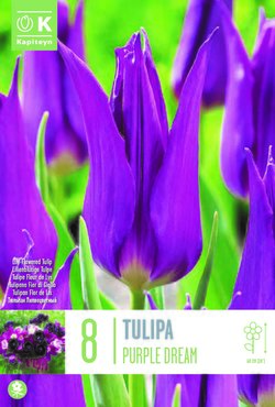 Tulip Lily Flowered Purple Dream x 8