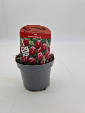 Tulip Merry Widow Potted Bulb 9cm