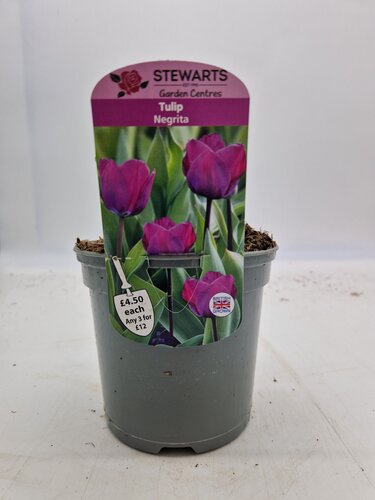 Tulip Negrita Potted Bulb 1 Litre