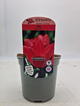 Tulip Oratorio Potted Bulb 1 Litre