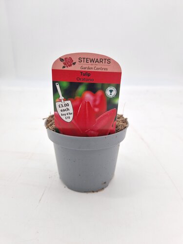 Tulip Oratorio Potted Bulb 9cm