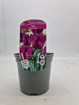 Tulip Passionale Potted Bulb 1 Litre