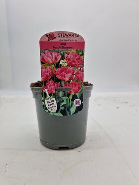 Tulip Peach Blossom Potted Bulb 1 Litre