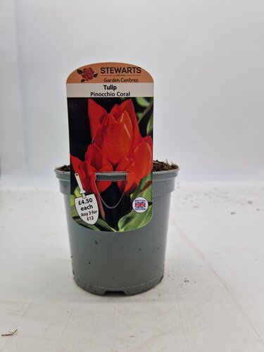 Tulip Pinocchio Coral Potted Bulb 1 Litre