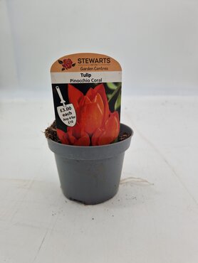 Tulip Pinocchio Coral Potted Bulb 9cm