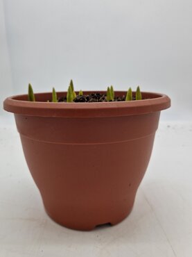 Tulip Planter 27cm - image 1