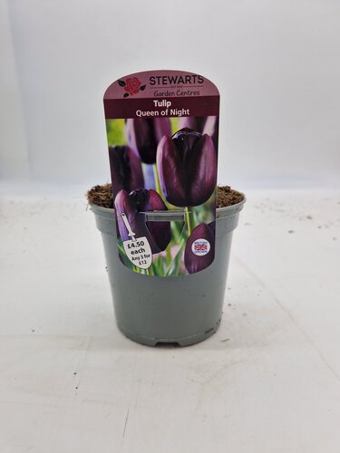 Tulip Queen Of Night Potted Bulb 1 Litre