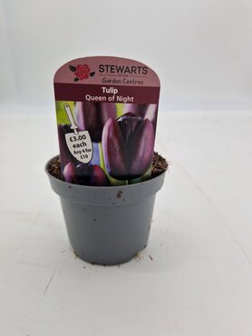 Tulip Queen Of Night Potted Bulb 9cm