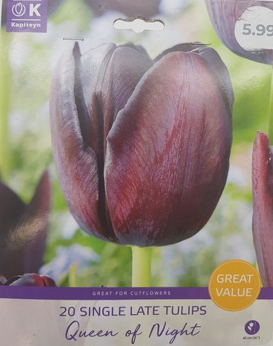 Tulip Queen Of The Night Promo Pack