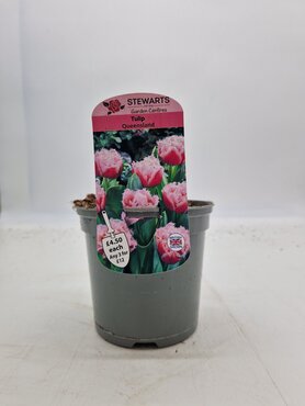 Tulip Queensland Potted Bulb 1 Litre